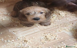 Teckel perros en venta: Teckel kaninchen de pelo duro  - Imagen 3