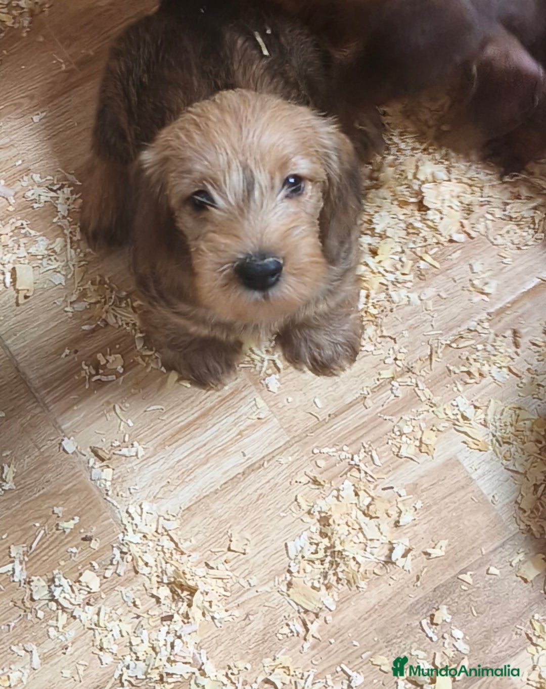 Teckel perros en venta: Teckel kaninchen de pelo duro  - Imagen 3