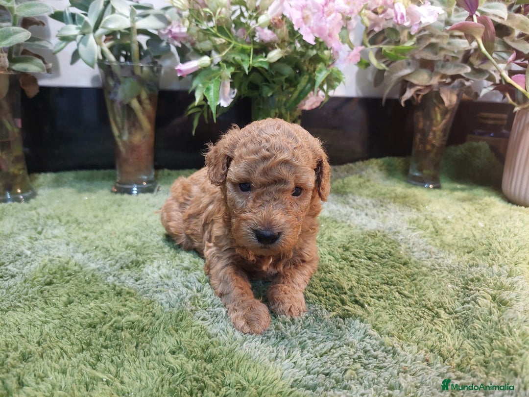 Caniche Toy perros en venta: CANICHES CALIDAD Y SELECCIÓN  - Imagen 5
