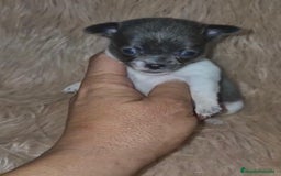 Chihuahua perros en venta: Chihuahuas rusos mini toy  - Imagen 20