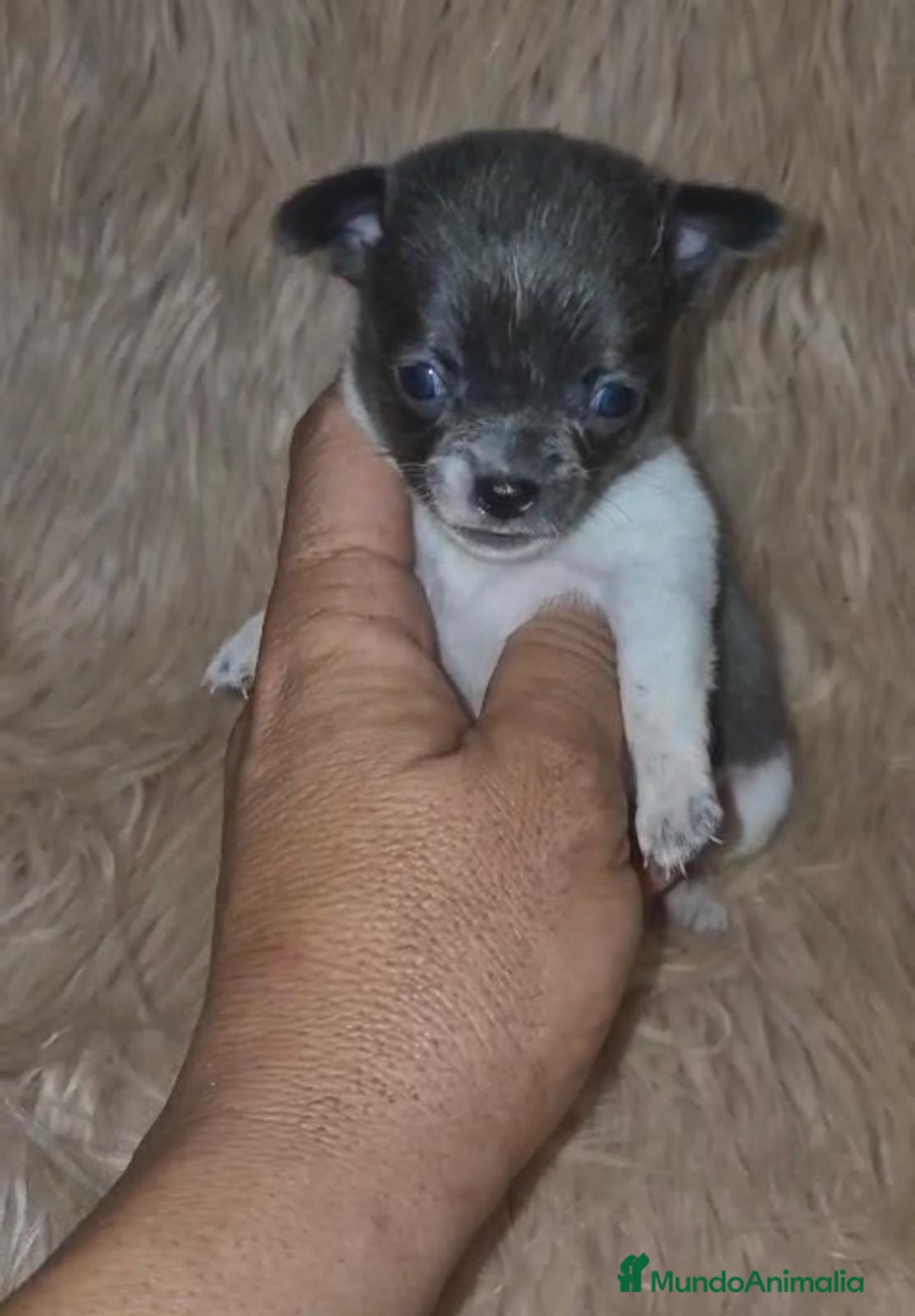 Chihuahua perros en venta: Chihuahuas rusos mini toy  - Imagen 20