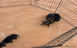 Pinscher Miniatura perros en venta: Pinscher miniatura negro fuego  - Anuncio 5