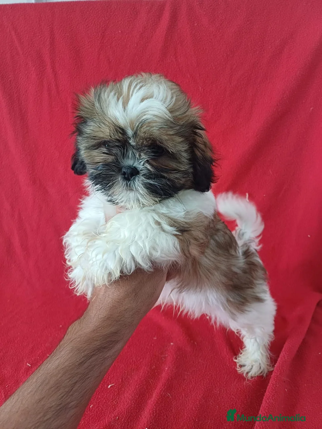 Shih Tzu perros en venta: Shitzhu  - Anuncio 1