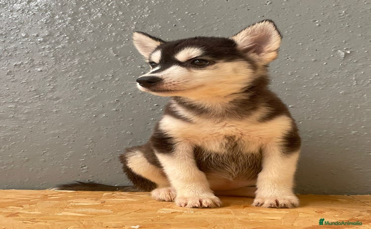 Husky Siberiano perros - Anuncio 1