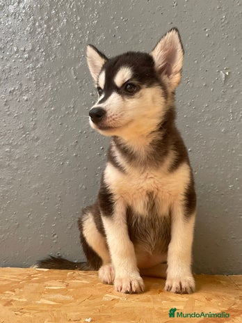 Husky Siberiano perros - Anuncio 5
