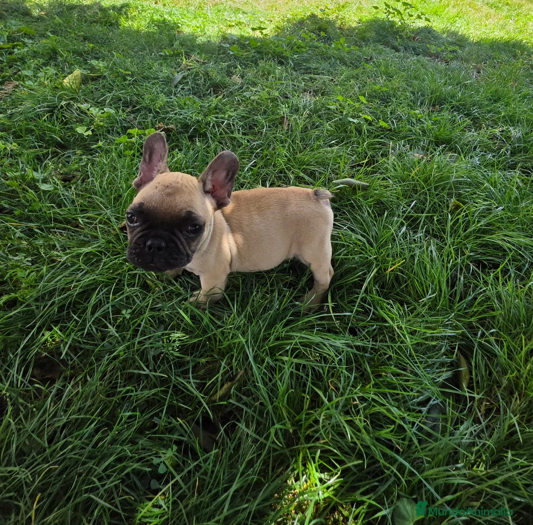 Bulldog Francés perros en venta: Bulldog frances - Anuncio 2