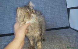 Persa gatos en venta: Machito Persa - Imagen 2