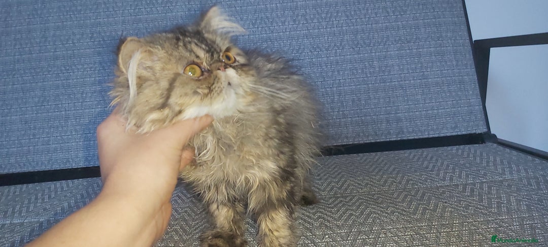 Persa gatos en venta: Machito Persa - Imagen 2