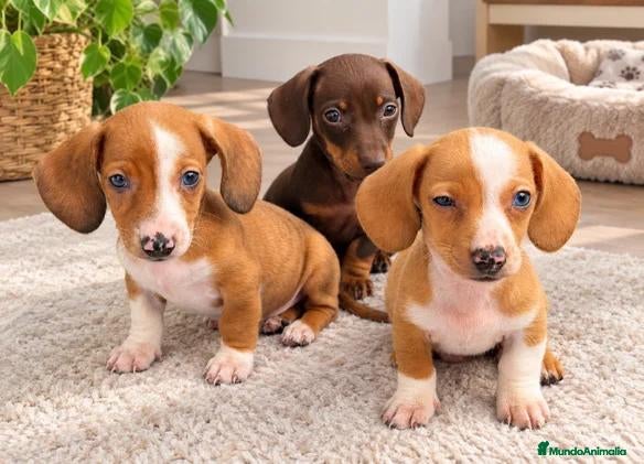 Teckel perros en venta: Cachorritos Teckel muy pequeños  - Anuncio 1