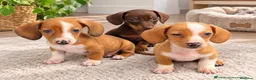 Teckel perros en venta: Cachorritos Teckel muy pequeños  - Anuncio 1