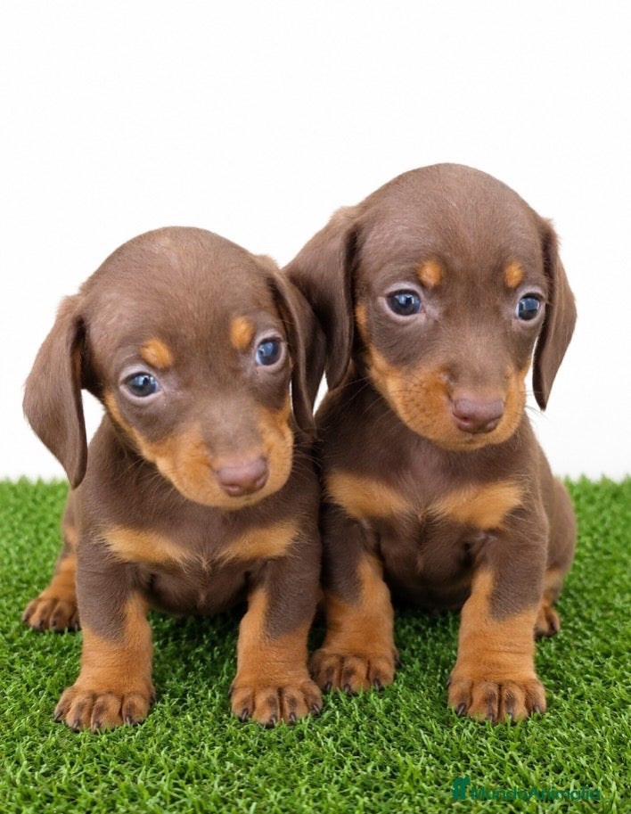 Teckel Miniatura perros Teckel - Anuncio 1