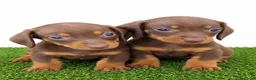 Teckel Miniatura perros en venta: Teckel - Anuncio 1