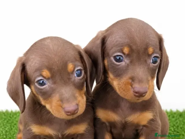 Teckel Miniatura perros en venta: Teckel - Anuncio 4