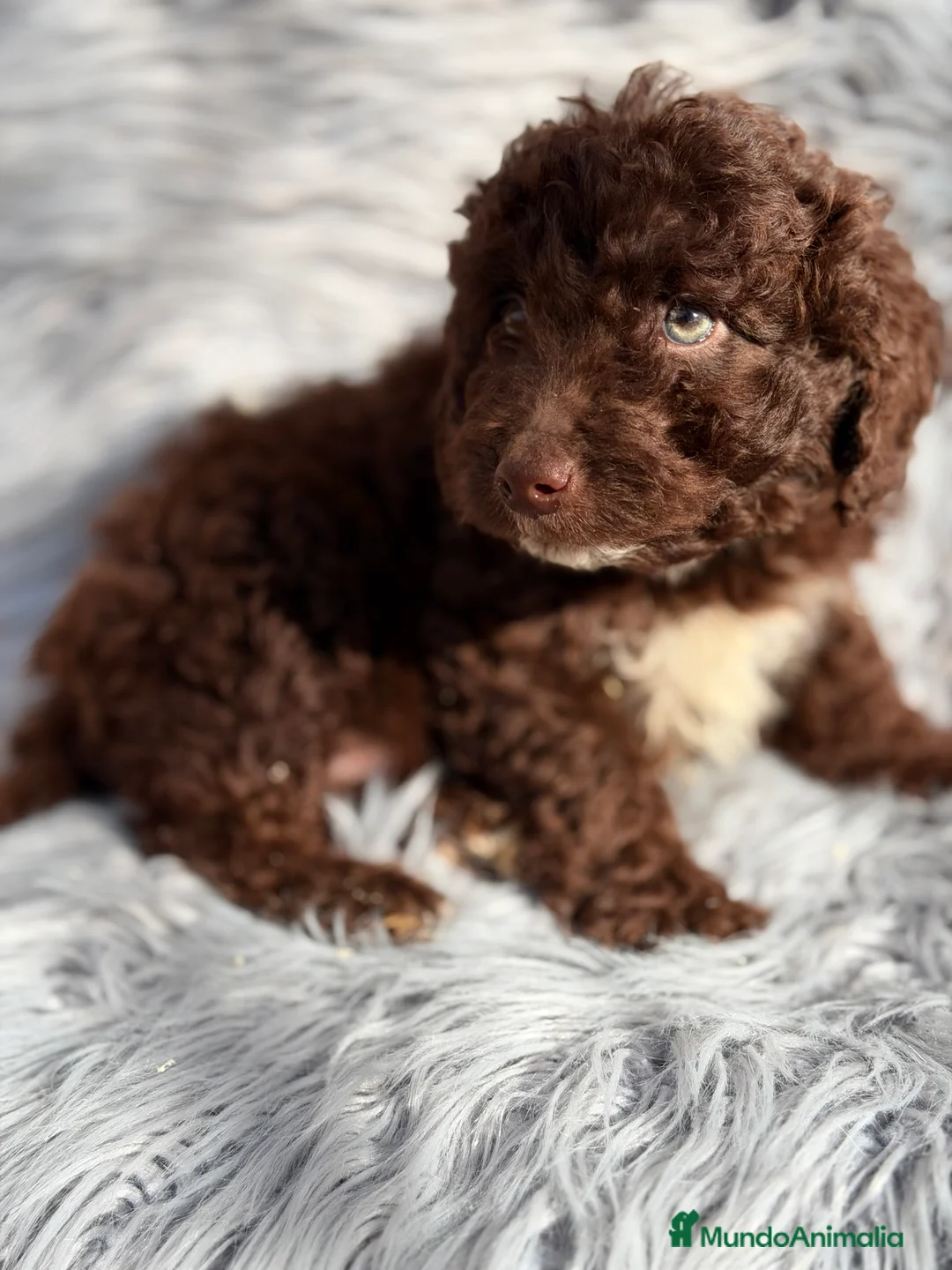 Perro de Agua Español perros en venta: Pdae chocolate  - Anuncio 6