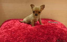 Chihuahua perros en venta: chihuahuas - Imagen 4