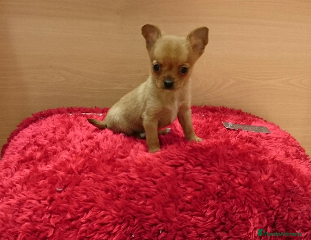 Chihuahua perros en venta: chihuahuas - Imagen 4