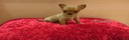 Chihuahua perros en venta: chihuahuas - Anuncio 4