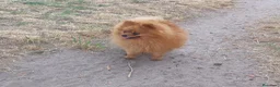 Pomerania perros en venta: Cachorros Pomerania Rojos Enanos  - Anuncio 5