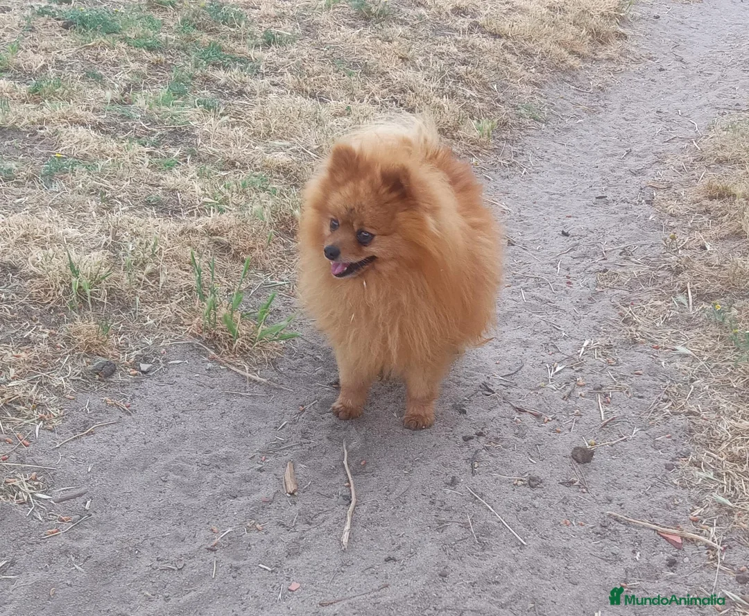 Pomerania perros en venta: Cachorros Pomerania Rojos Enanos  - Anuncio 5