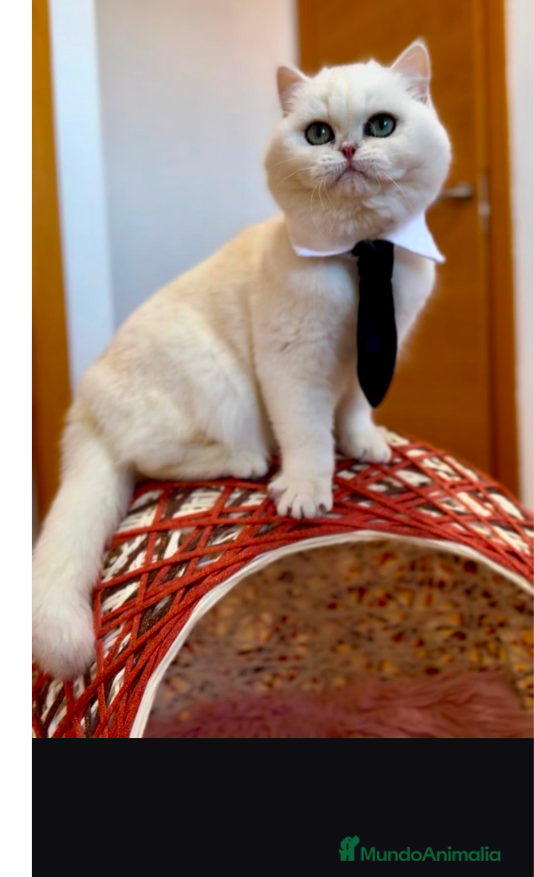 Británico de Pelo Corto gatos en adopcion:  Gato adulto excepcional en adopción responsable - Anuncio 5