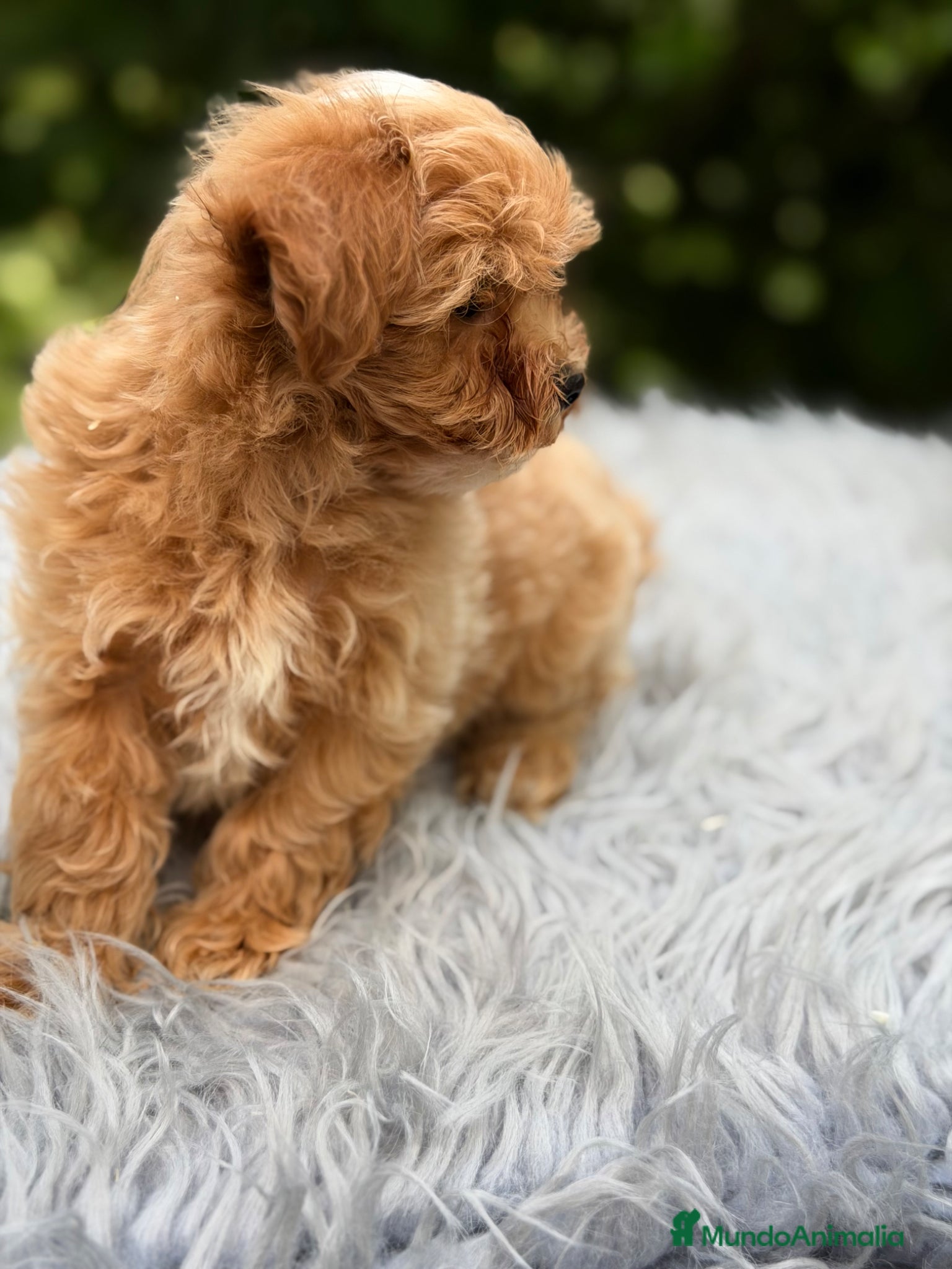 Maltipoo perros en venta: Maltipoo Minitoy macho  - Anuncio 6
