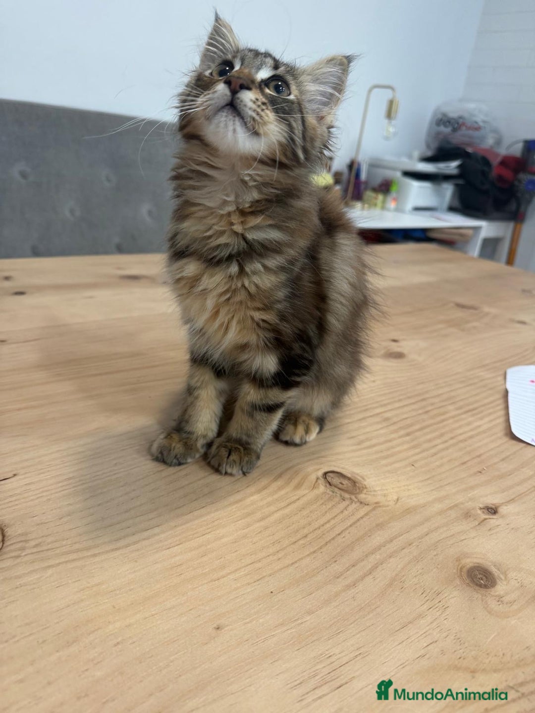 Maine Coon gatos en venta: Preciosa gatita Maine coon - Anuncio 7