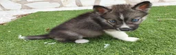 Husky Siberiano perros en venta: Husky Jet Black y Agouti EXÓTICOS - Anuncio 9