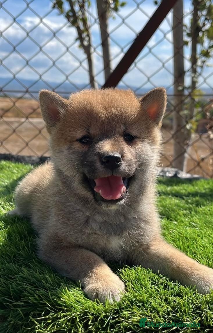 Shiba Inu perros Cachorros shiba Inu💙🐾 - Anuncio 1