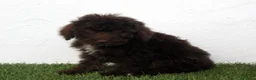Perro de Agua Español perros en venta: Perro de Agua Español - Anuncio 11