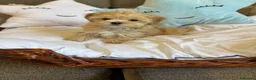 Maltipoo perros en venta: Maltipoo - Anuncio 13