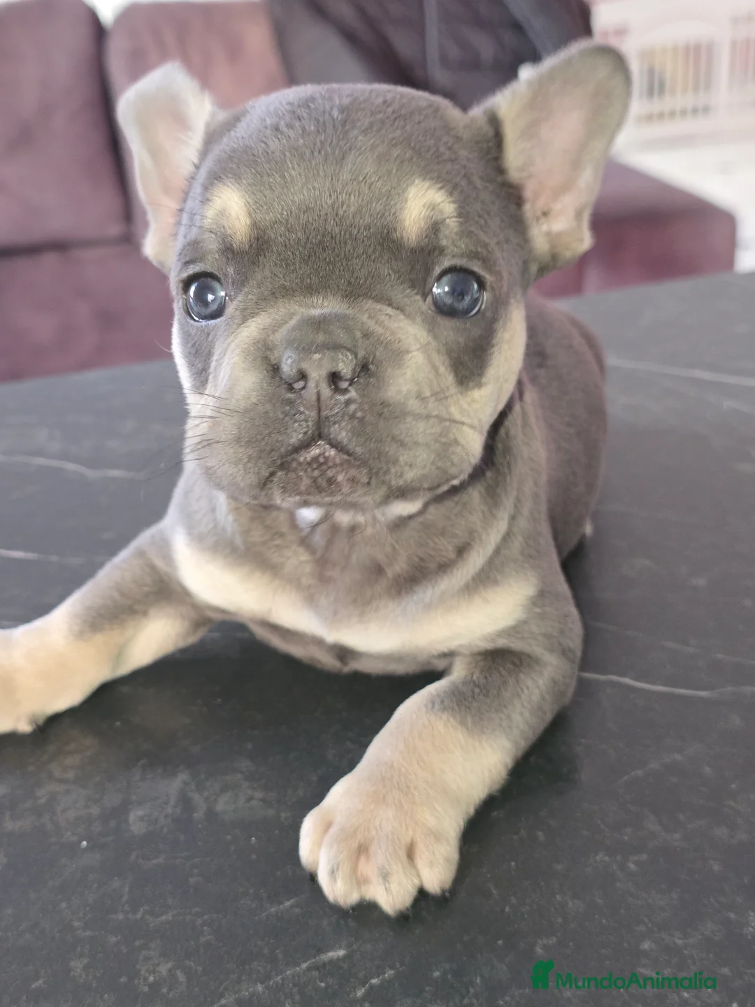 Bulldog Francés perros en venta: Bulldog francés increíbles  - Anuncio 1