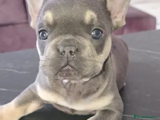 Bulldog Francés perros Bulldog francés increíbles - Anuncio 5