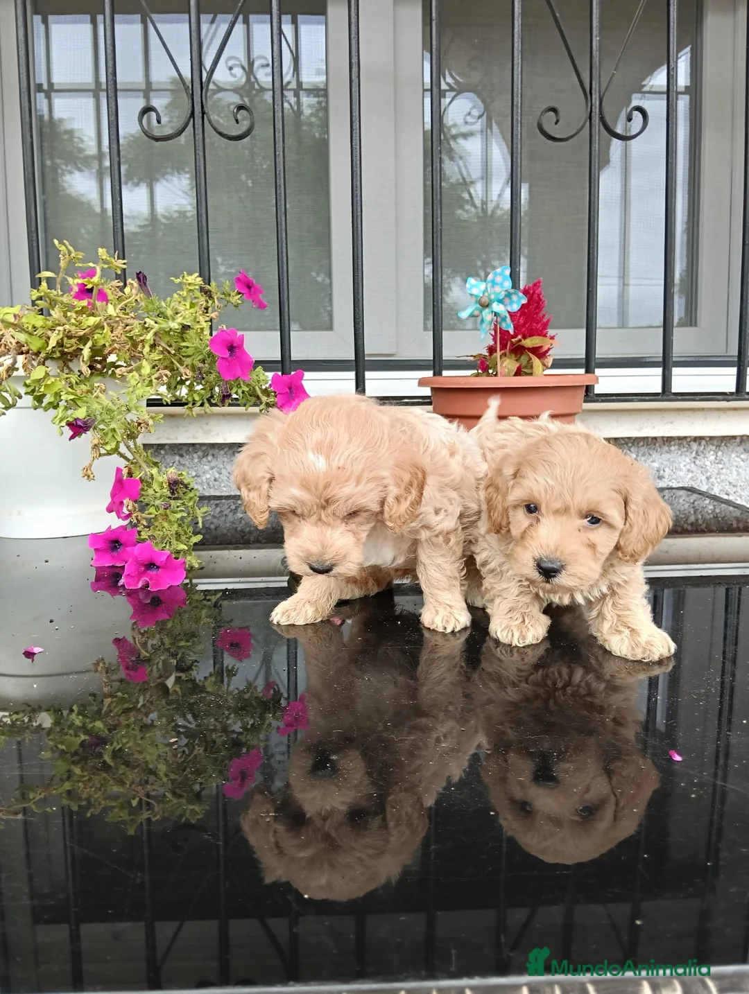 Maltipoo perros en venta: MALTIPOO en Madrid - Anuncio 1