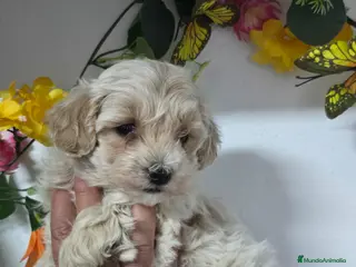 Maltipoo perros CAMADA DE MALTIPOO - Anuncio 2