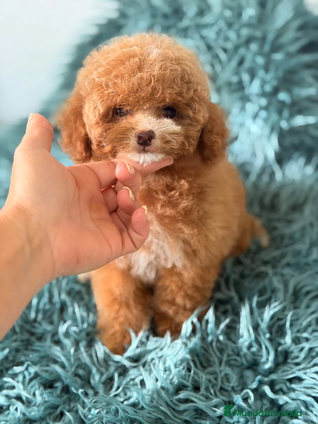 Caniche Toy perros en venta: Hembra caniche toy - Anuncio 8