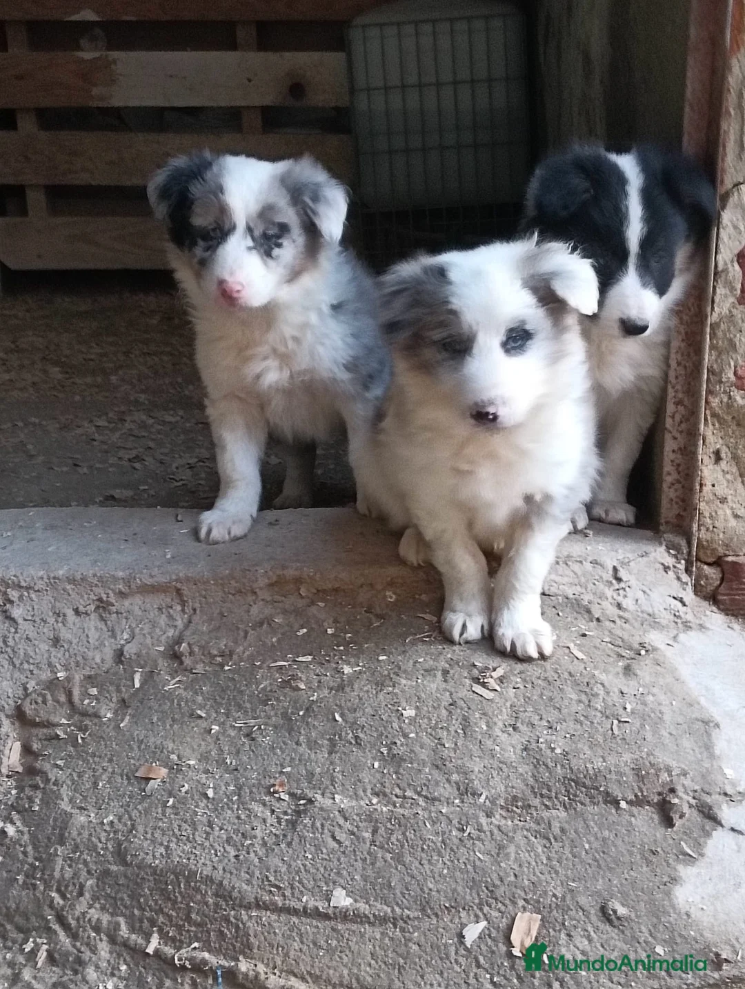 Border Collie perros en venta: Boder collie Madrid - Anuncio 1