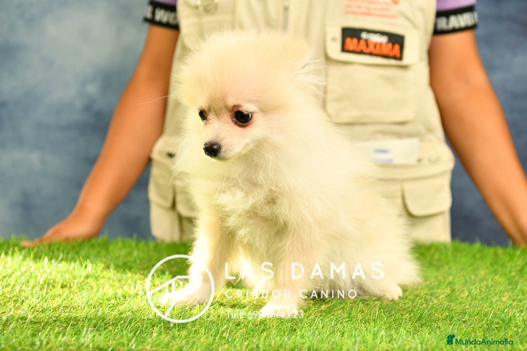 Pomerania perros en venta: 🧸 Pomerania disponibles padres vista visitanos ‼️ en Rubena - Imagen 5