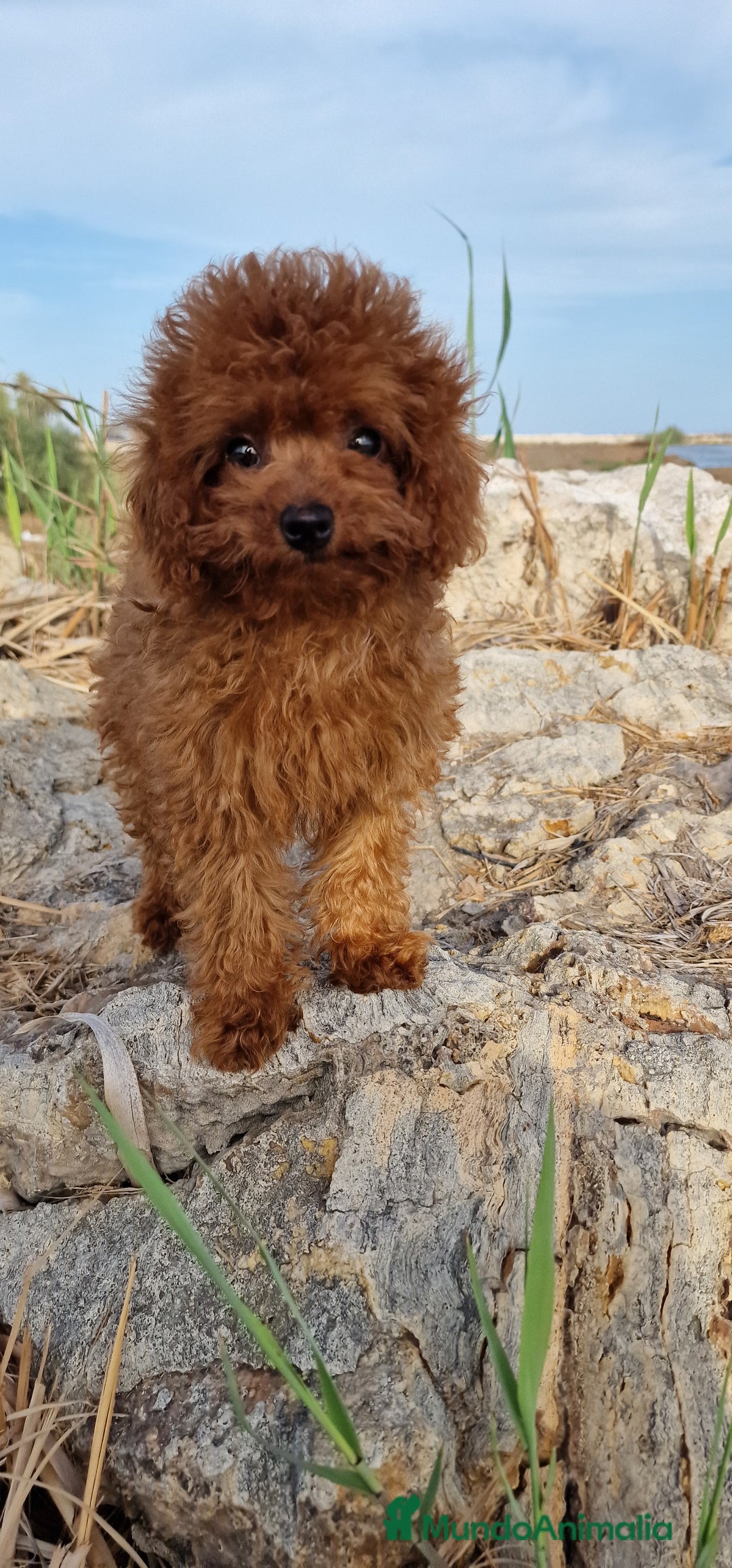 Caniche Toy perros en venta: HEMBRA Y MACHO 50% LINEA ASIATICA  - Imagen 1