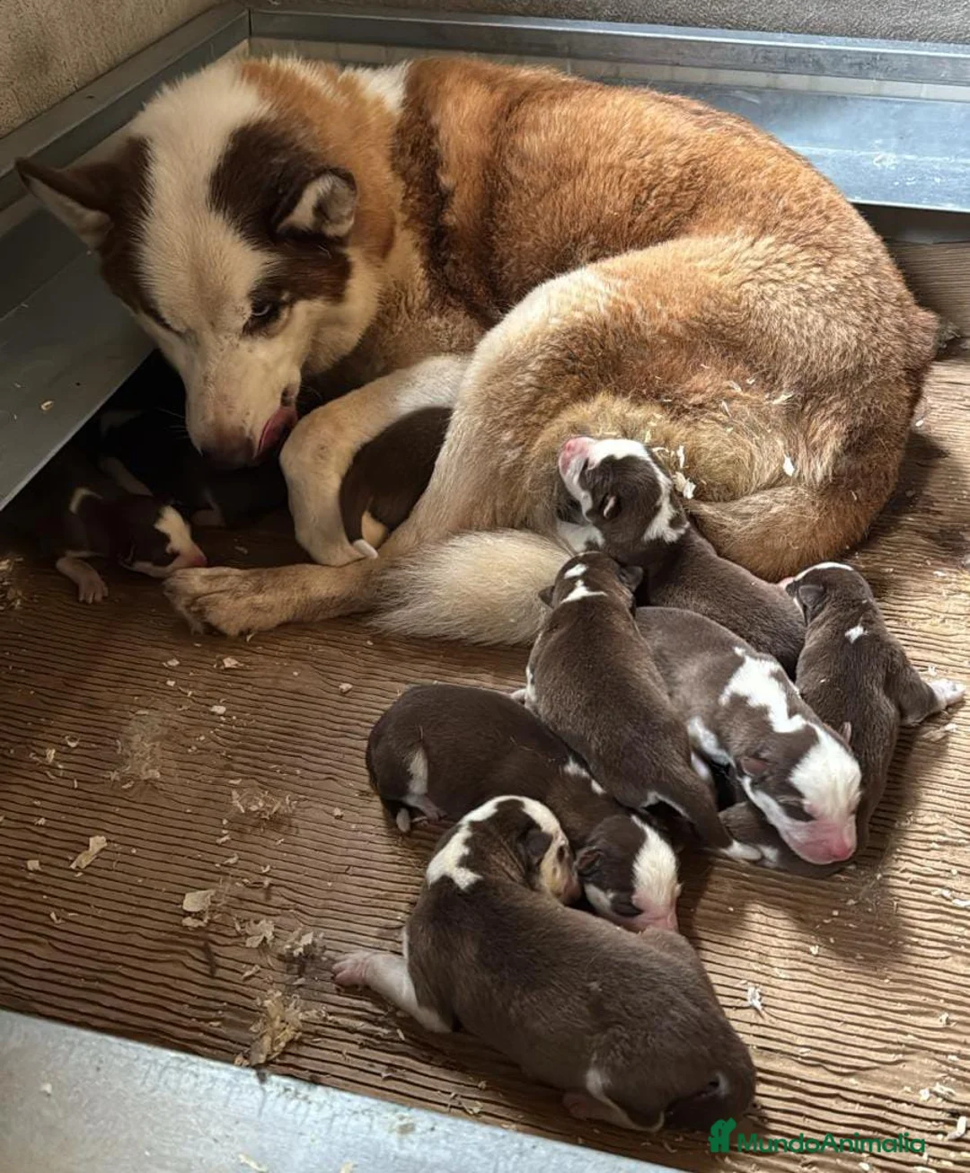 Husky Siberiano perros en venta: Husky siberiano  - Anuncio 19