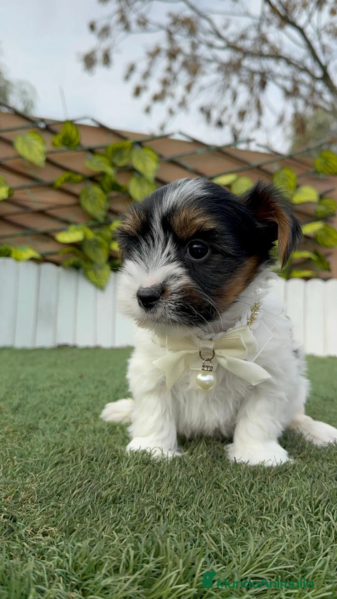 Yorkshire Terrier perros en venta: YORKSHIRE BIEWER - Anuncio 3