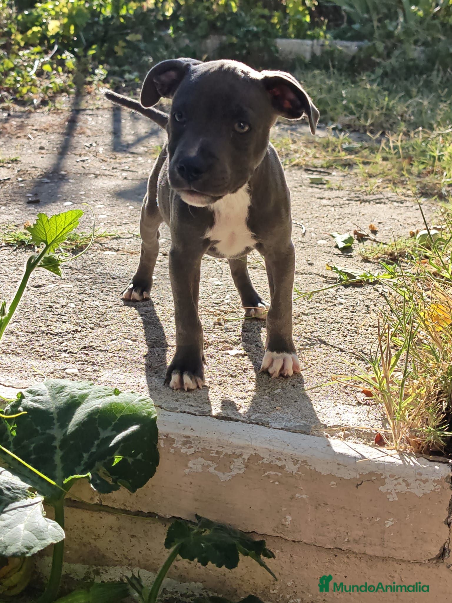 Staffordshire Bull Terrier perros Staffordshire bull terrier - Anuncio 1