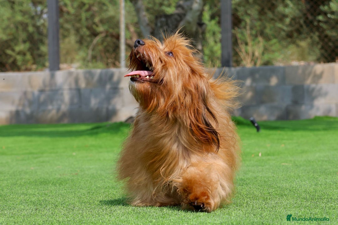 Bichón Habanero perros en venta: Camada de los Reyes Magos - Anuncio 2
