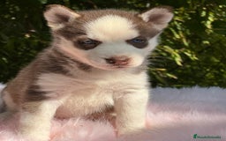 Husky Siberiano perros en venta: HUSKY SIBERIANO ROJO OJOS AZULES - Imagen 6