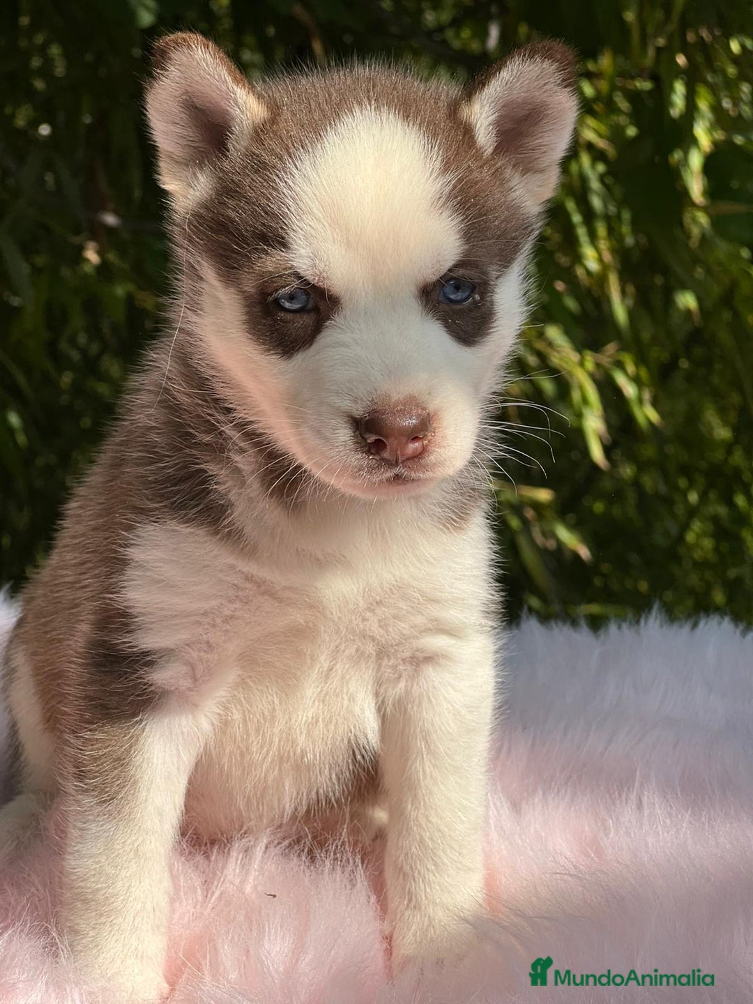 Husky Siberiano perros en venta: HUSKY SIBERIANO ROJO OJOS AZULES - Imagen 6
