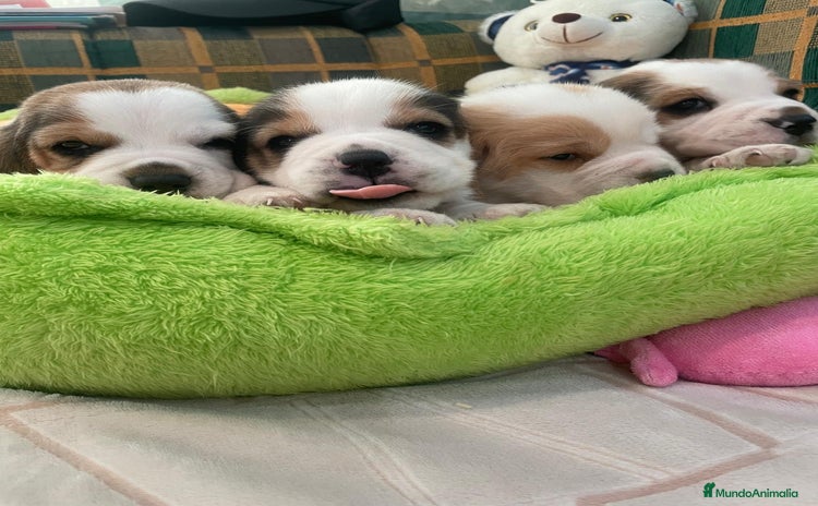 Beagle perros - Anuncio 5