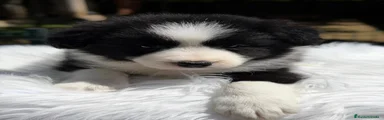 Border Collie 1