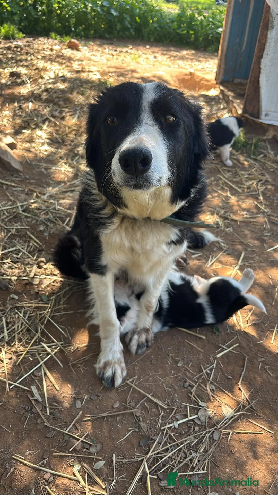 Border Collie perros en venta: Border collie  - Anuncio 5