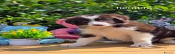 Border Collie perros en venta: Border collie chocolate  - Anuncio 2