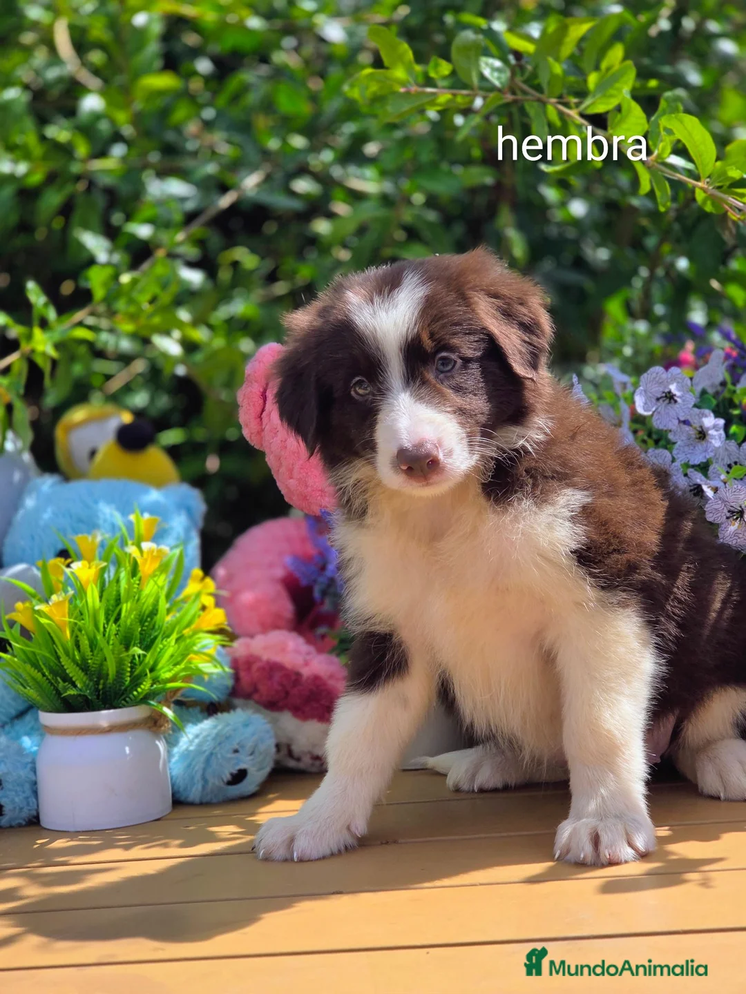 Border Collie perros en venta: Border collie chocolate  - Anuncio 2