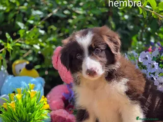 Border Collie perros Border collie chocolate machos - Anuncio 4